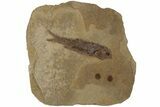 Jurassic Fossil Fish (Hulettia) - Wyoming #188917-1